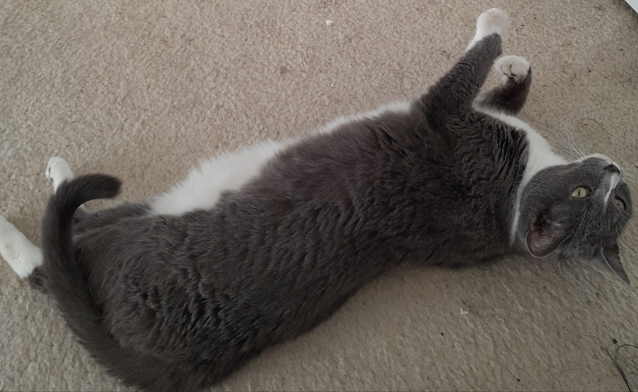 A gray and white cat laying on her side on white carpet